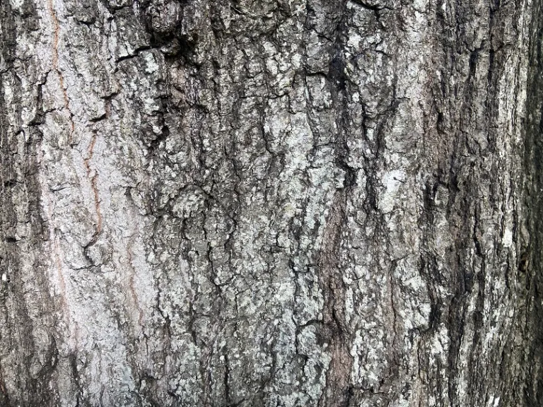 Quercus phellos bark