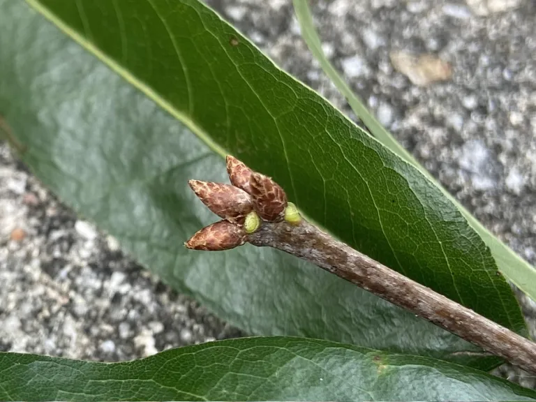 Quercus phellos buds