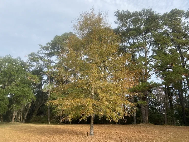 Quercus phellos fall habit