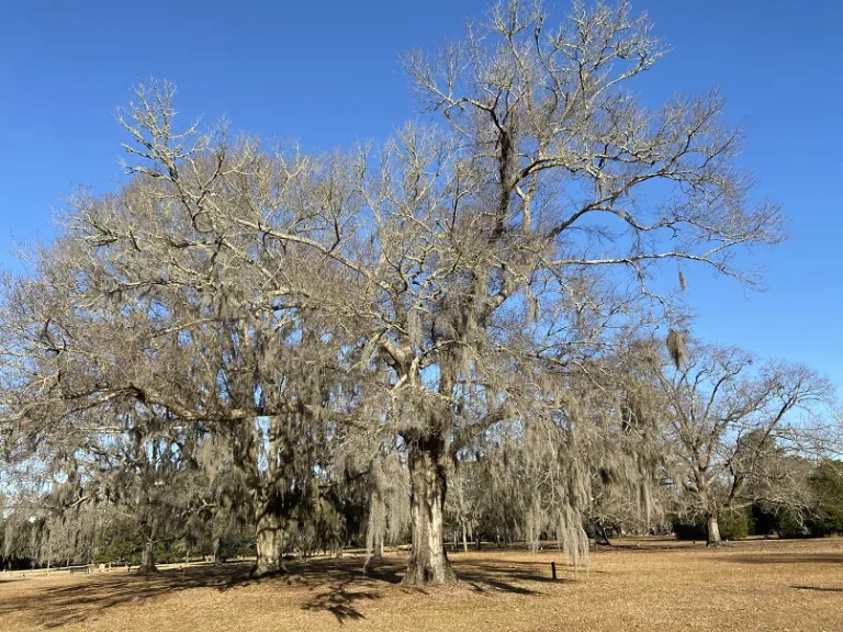 Quercus phellos winter habit