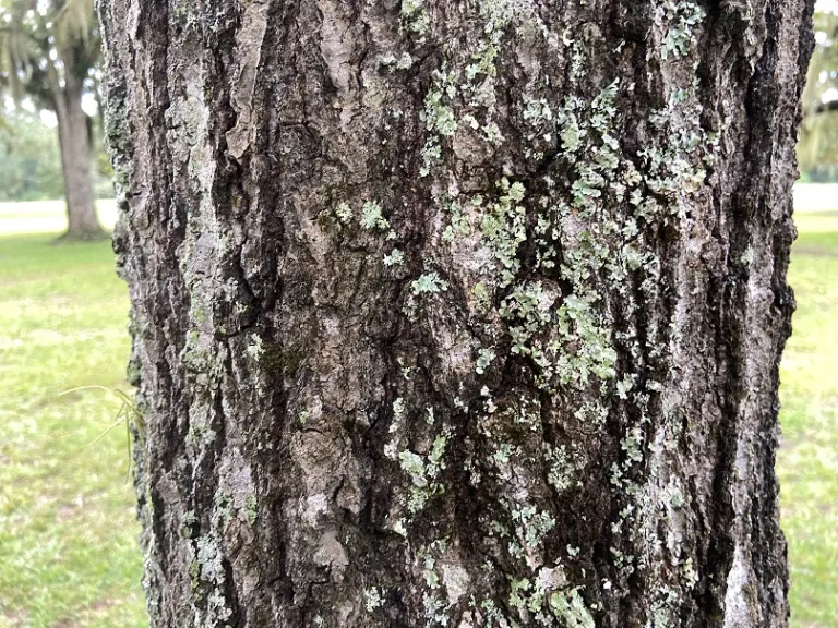 Quercus shumardii bark
