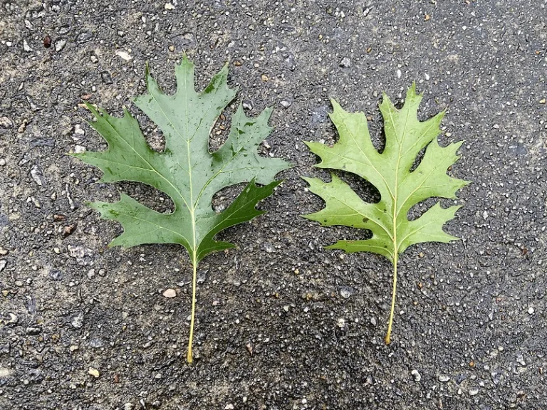 Quercus shumardii leaf front and back