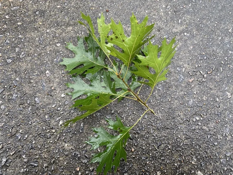 Quercus shumardii stem