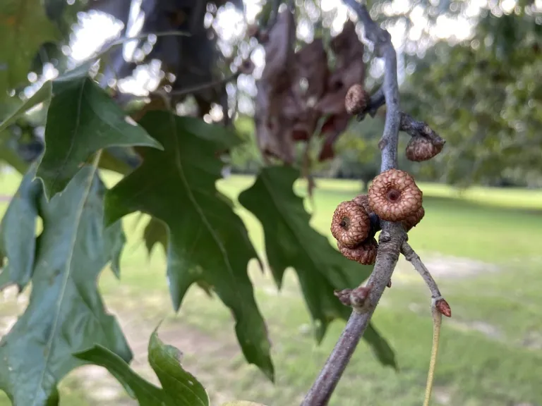 Quercus velutina early acorn