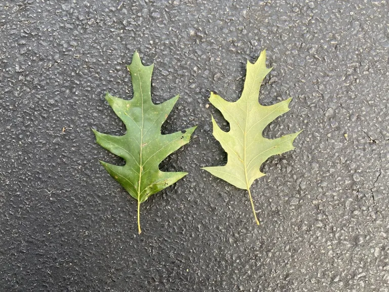 Quercus velutina leaf front and back