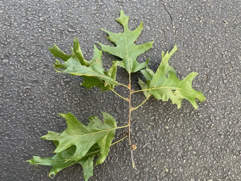 Quercus velutina stem