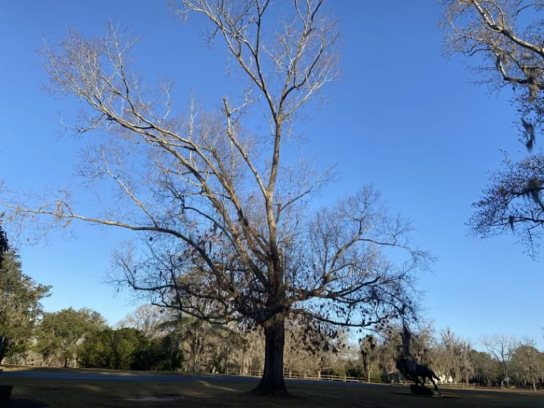 Quercus velutina winter habit