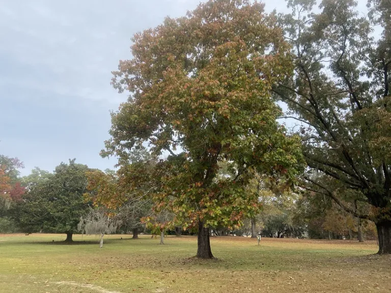 Quercus velutina fall habit