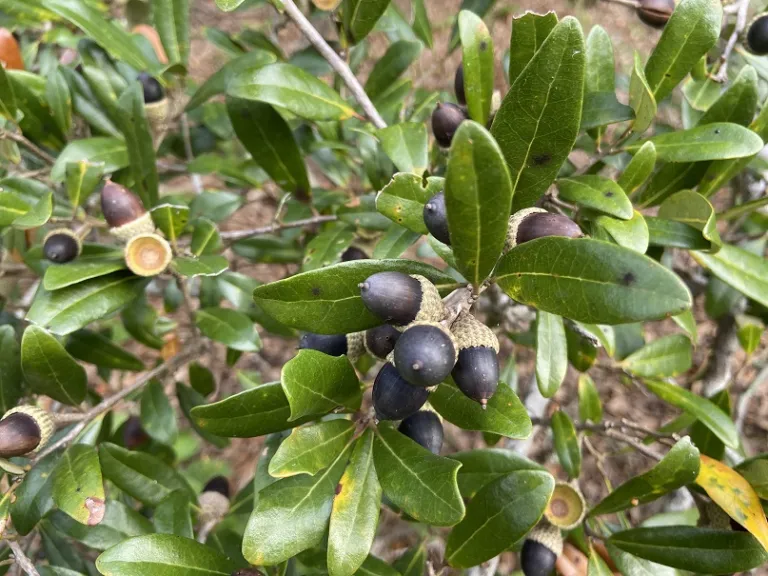 Quercus virginiana acorns