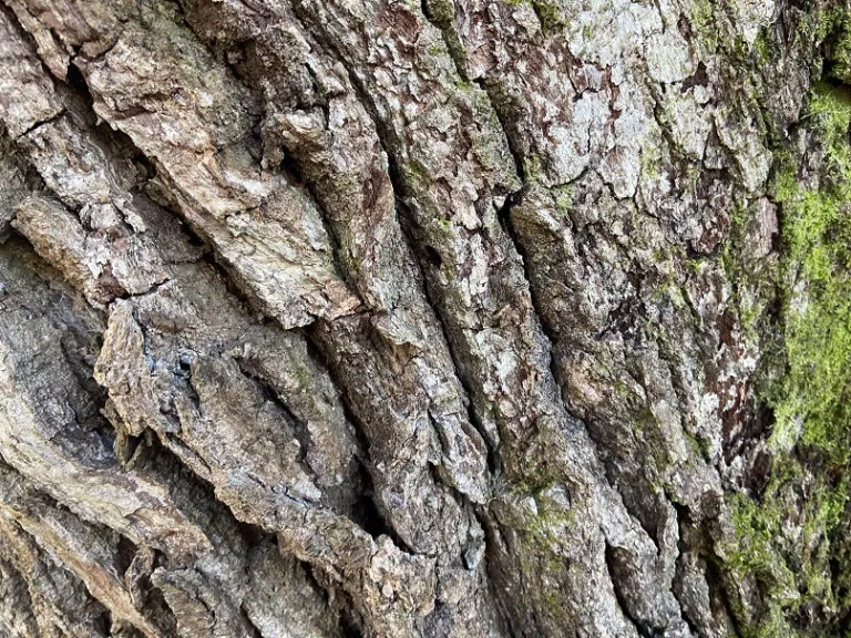 Quercus virginiana bark