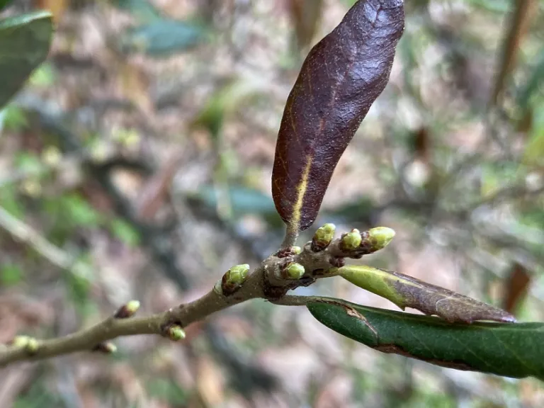Quercus virginiana buds