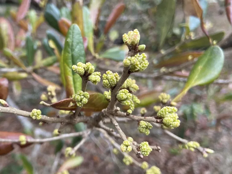 Quercus virginiana early flowers