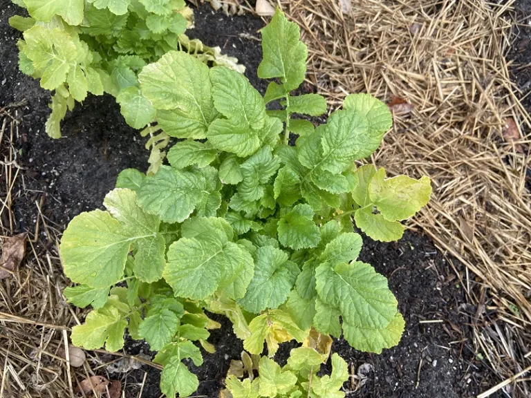 Raphanus raphanistrum subsp. sativus 'Longipinnatus' foliage