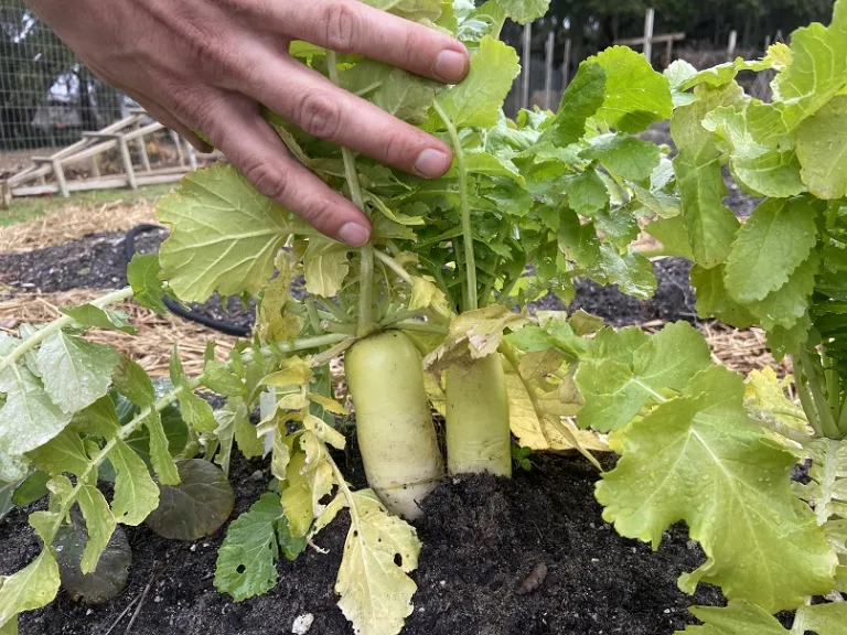 Raphanus raphanistrum subsp. sativus 'Longipinnatus' root