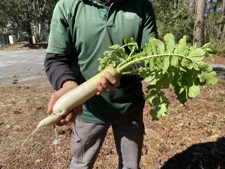 Raphanus raphanistrum subsp. sativus 'Longipinnatus' root