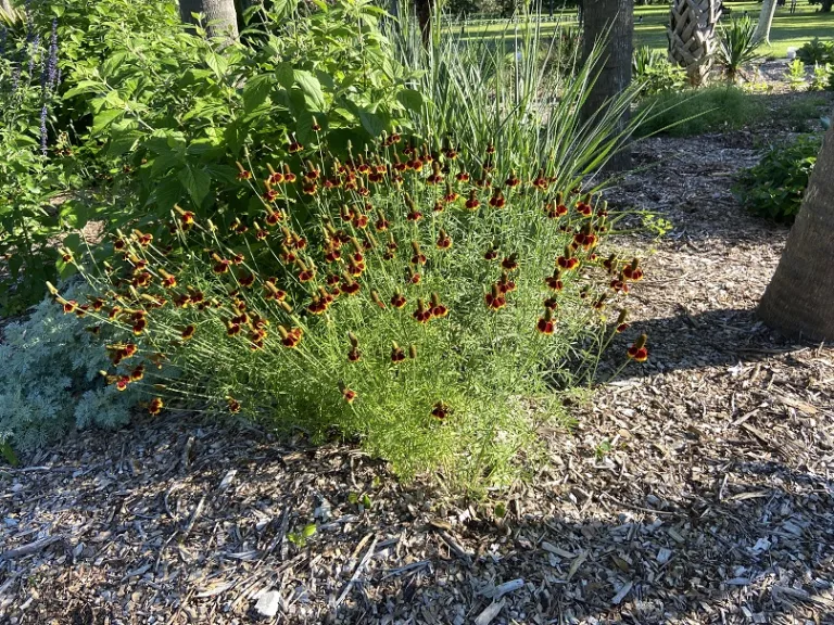 Ratibida columnifera habit