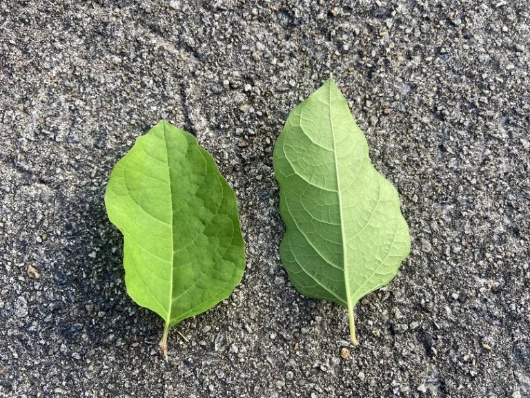 Reynoutria japonica leaf front and back