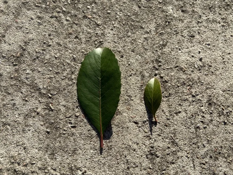 Rhaphiolepis indica and Rhaphiolepis umbellata leaf comparison