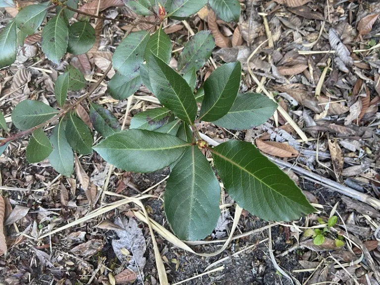 Rhaphiolepis indica foliage