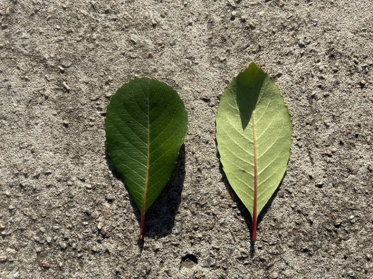 Rhaphiolepis indica leaf front and back
