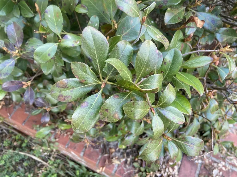 Rhaphiolepis umbellata foliage