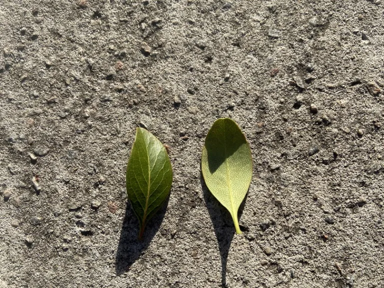 Rhaphiolepis umbellata leaf front and back
