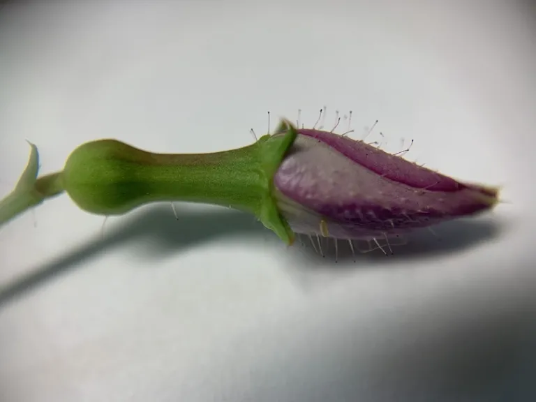Rhexia nashii flower bud