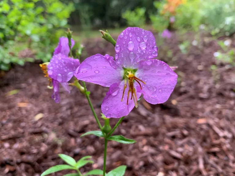 Rhexia nashii flower