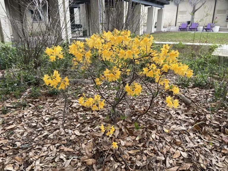 Rhododendron 'Admiral Semmes' flowering habit