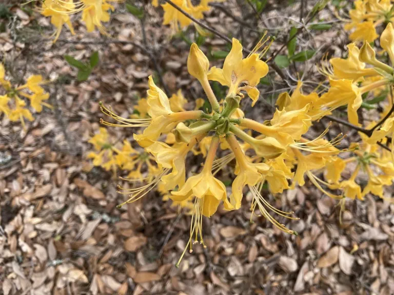 Rhododendron 'Admiral Semmes' flowers