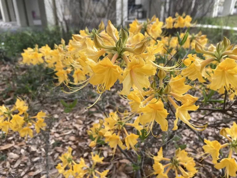 Rhododendron 'Admiral Semmes' flowers