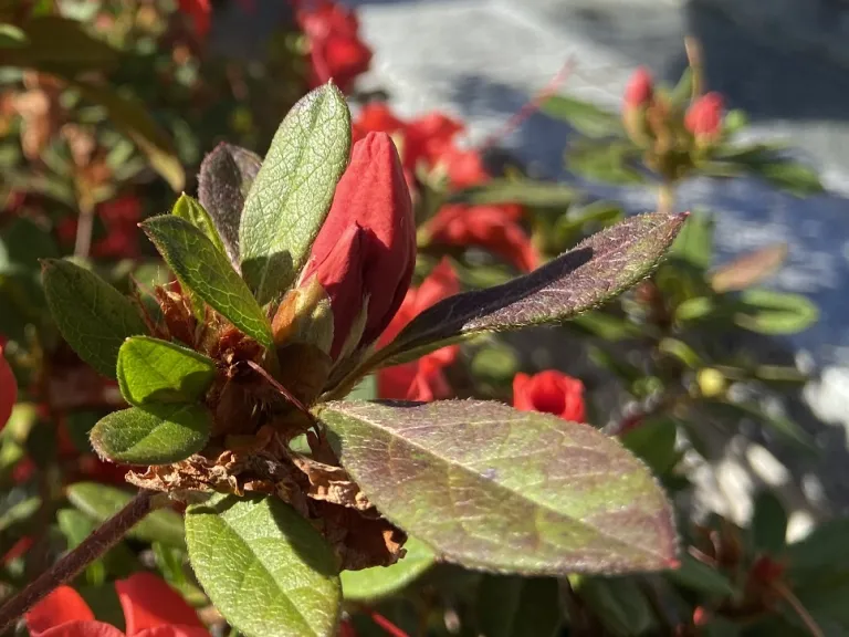 Rhododendron 'Conleb' (Autumn Embers™) flower bud