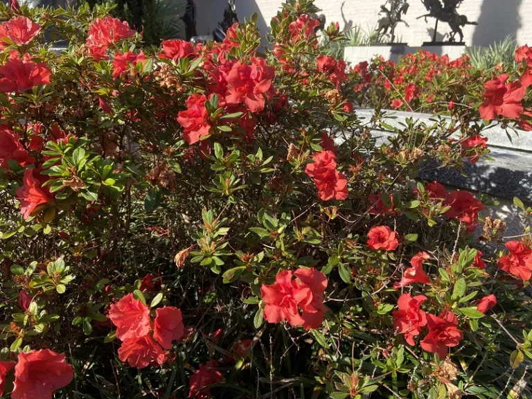 Rhododendron 'Conleb' (Autumn Embers™) habit