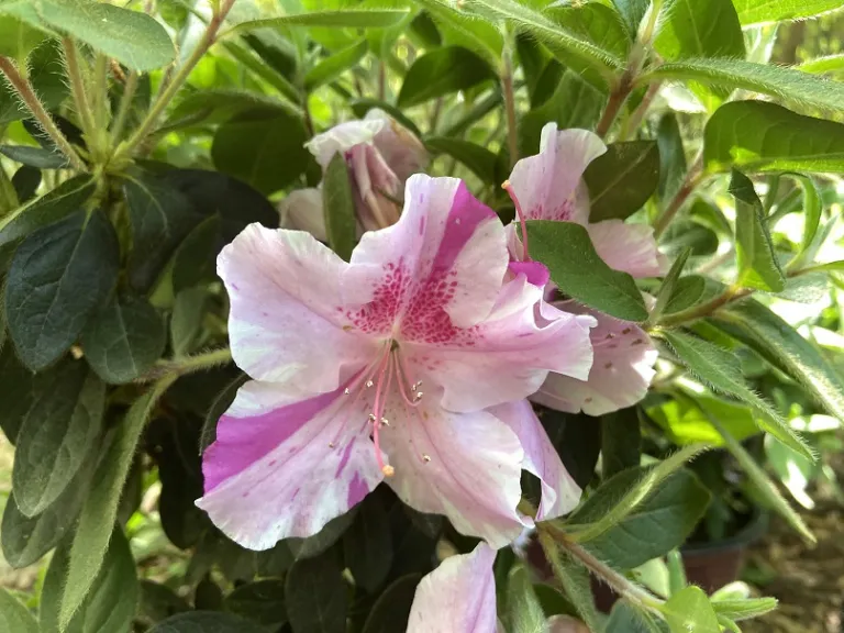 Rhododendron 'Conlep' (Autumn Twist®) flower