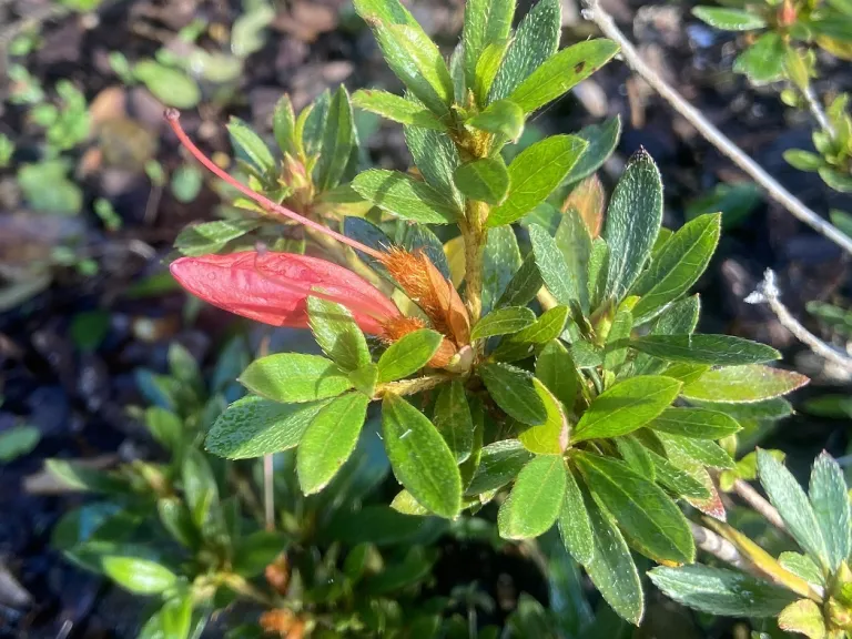 Rhododendron 'Flame Creeper' flower bud