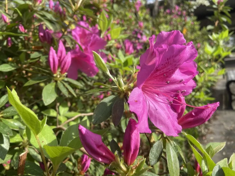 Rhododendron 'Formosa' flower