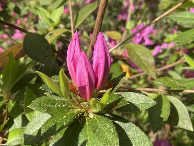 Rhododendron 'Formosa' flower buds