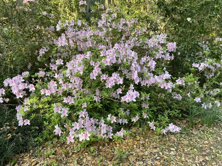 Rhododendron 'George Lindley Taber' flowering habit