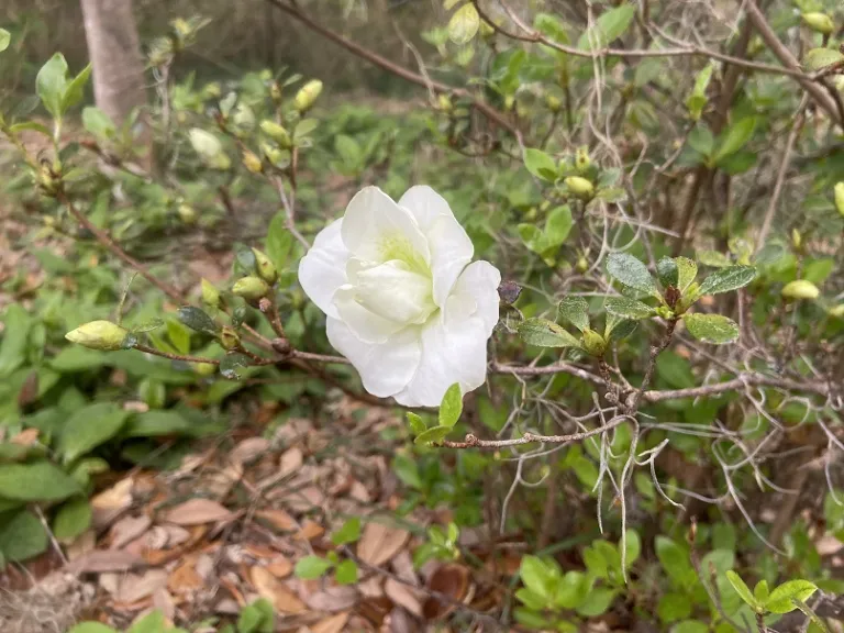 Rhododendron 'Hardy Gardenia' (L-30) flower
