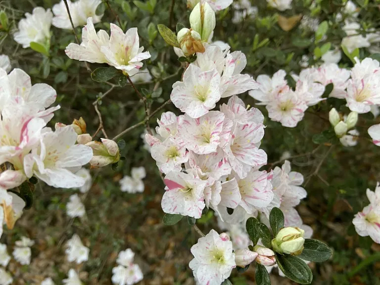 Rhododendron 'Hime-kagami' flowers