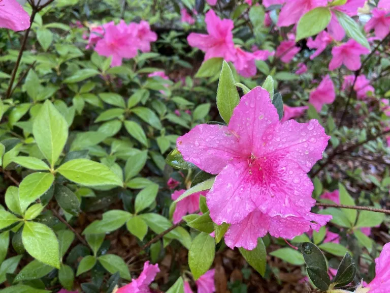 Rhododendron 'Judge Solomon' flower