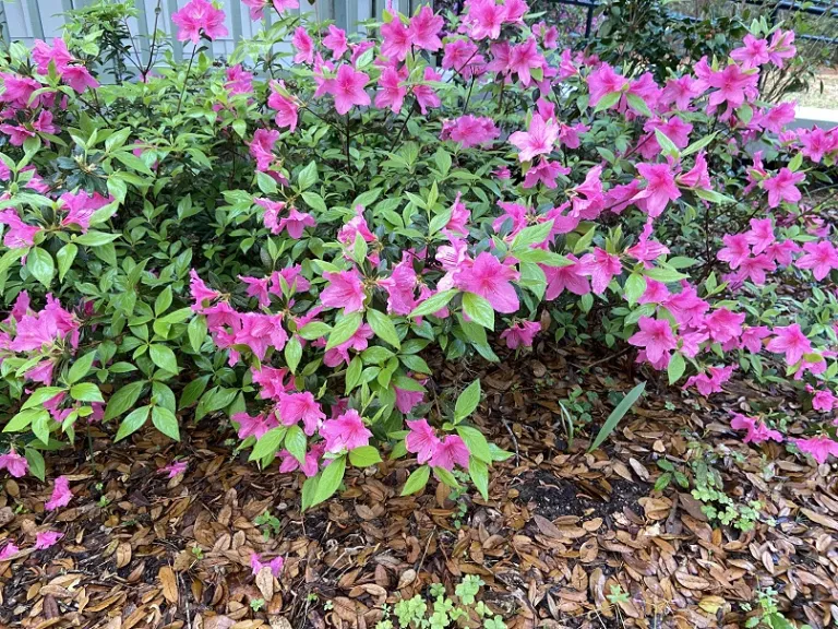 Rhododendron 'Judge Solomon' flowering habit