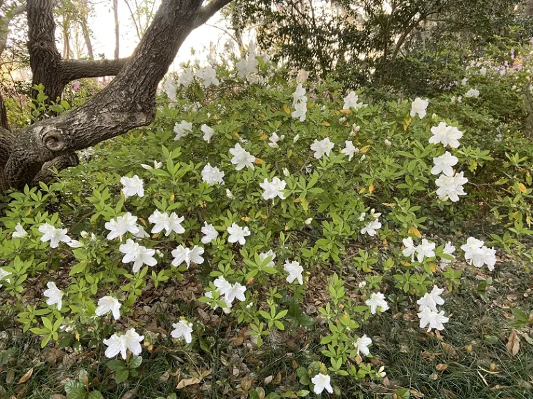 Rhododendron 'Mrs. G. G. Gerbing' flowering habit