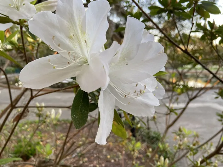 Rhododendron 'Mrs. G. G. Gerbing' flowers