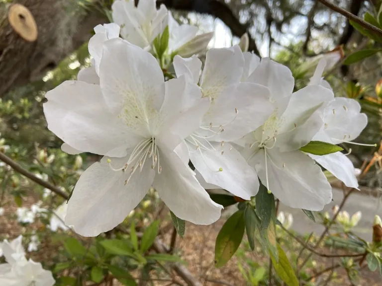 Rhododendron 'Mrs. G. G. Gerbing' flowers