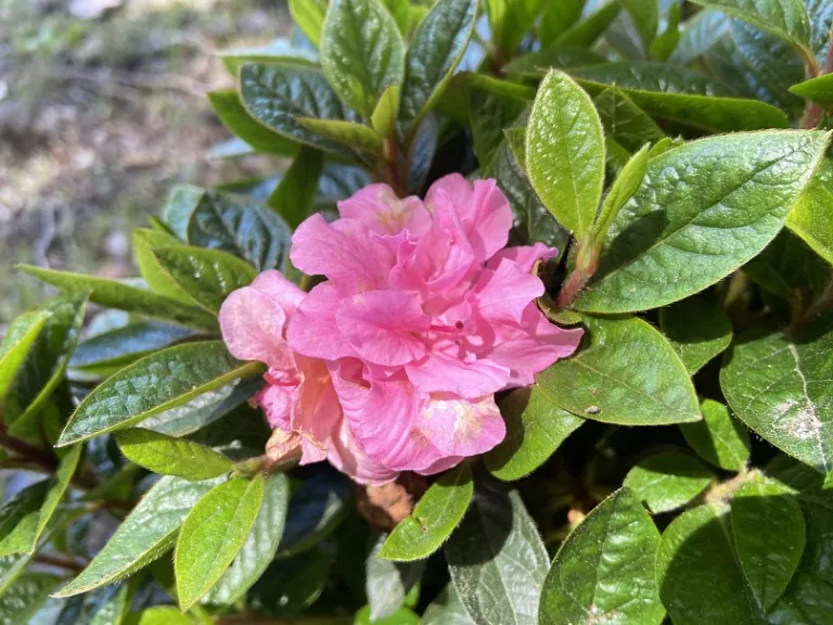 Rhododendron 'Roblec' (Autumn Carnation®) flower
