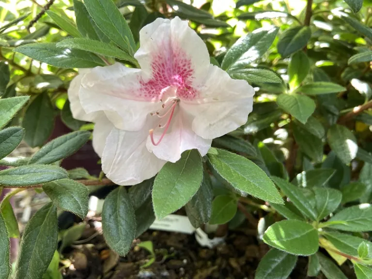 Rhododendron 'Robled' (Autumn Chiffon™) flower