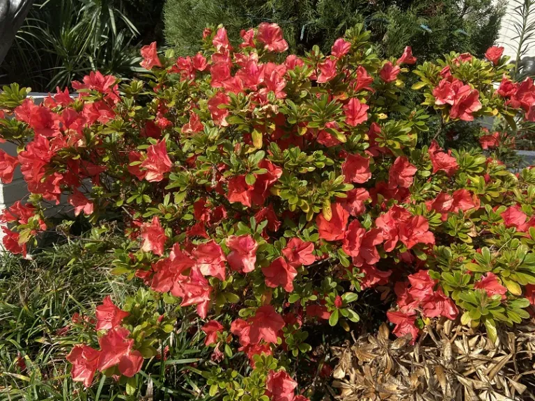 Rhododendron 'Roblen' (Autumn Sunset™) habit