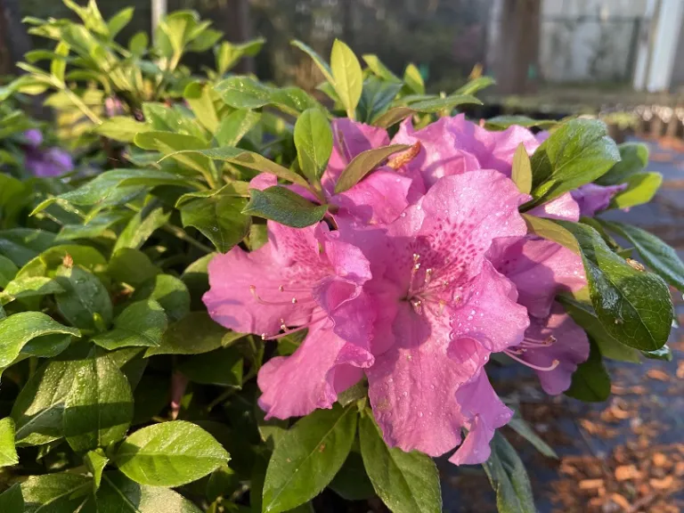 Rhododendron 'Robles' (Autumn Lilac®) flower