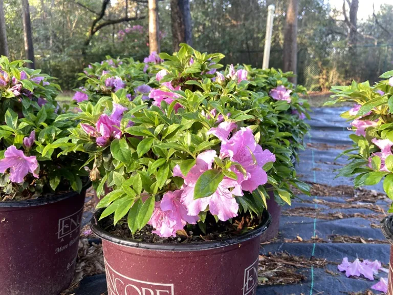 Rhododendron 'Robles' (Autumn Lilac®) flowering habit